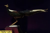 藏品(藍腹鷴)的圖片